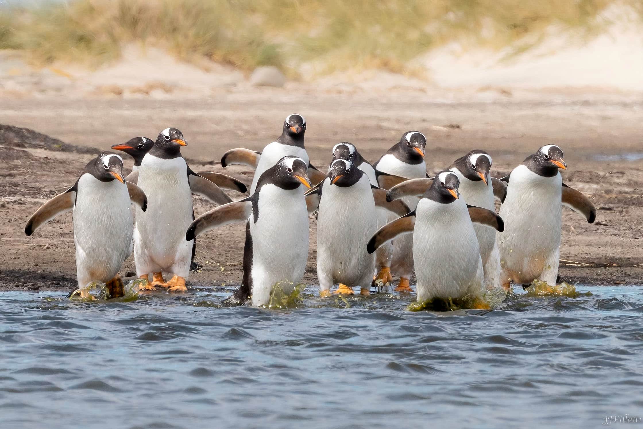 bird of the falklands image 17